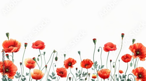 Poppies on white background modern