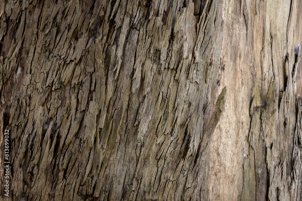 Bark texture background on eucalyptus tree trunk. Bark texture background on eucalyptus tree trunk.