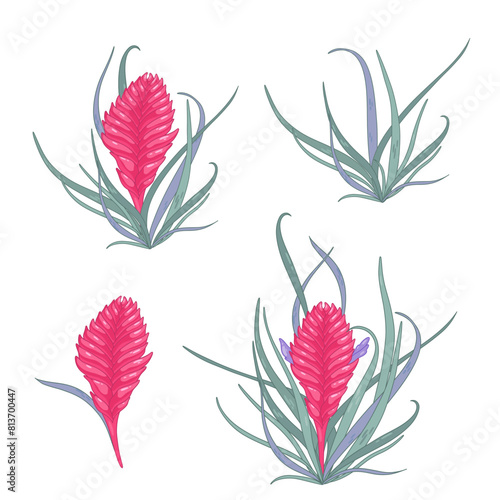 Set of pink tillandsia purple flowers, long leaves
