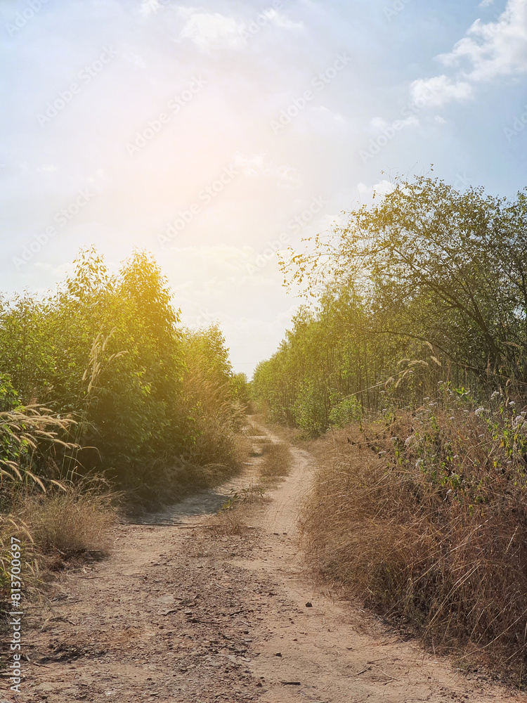 Obraz premium dirt road in the forest