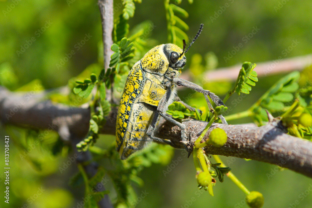 Animal insect close up of julodis on a yellow flower Animal insect close up of julodis on a yellow flower