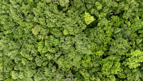 Summer in forest aerial top view. Mixed forest, green deciduous trees.