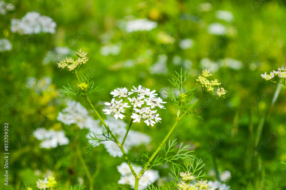 organic agriculture coriander flowers in the grass organic agriculture coriander flowers in the grass