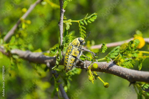 julodis insect on a branch of babul tree
