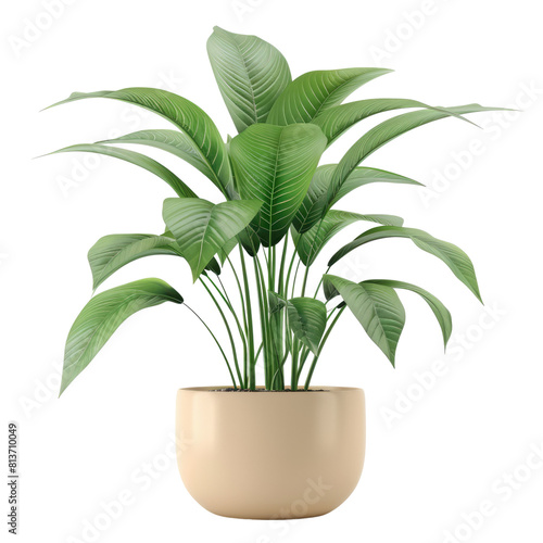 Houseplant peace lily no background