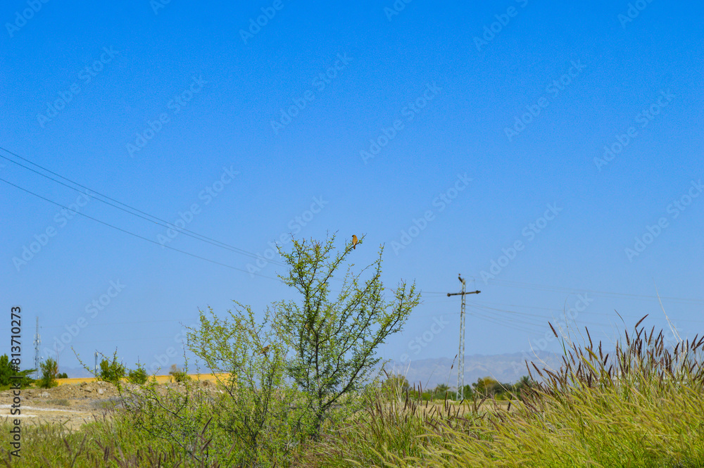 grass and blue sky tree landscape background grass and blue sky tree landscape background