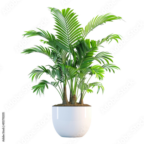 Houseplant sago plant no background