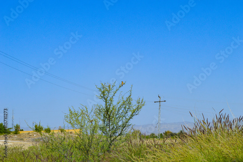 grass and blue sky tree landscape background