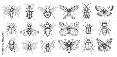 Diverse Insects Vector Set. Handmade Style Icons of Flies, Mosquitoes, Butterflies, Beetles, and More. Entomology, Bugs, Wildlife, Nature, Entomological Illustrations