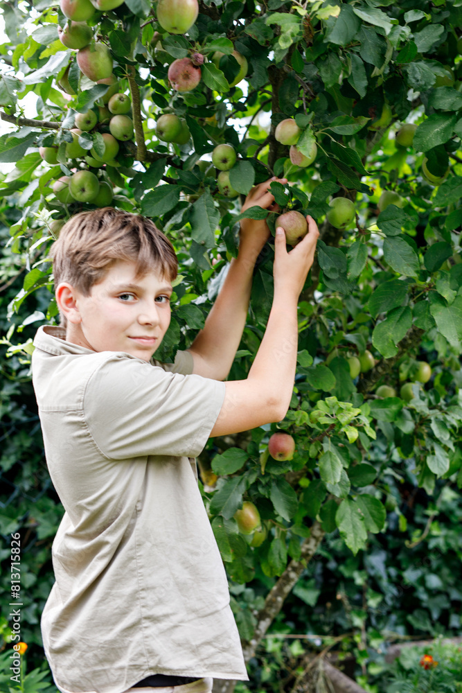 Beautiful blond happy kid boy picking and eating red apples on organic farm, autumn outdoors. Funny teenager child school having fun with helping and harvesting Beautiful blond happy kid boy picking and eating red apples on organic farm, autumn outdoors. Funny teenager child school having fun with helping and harvesting