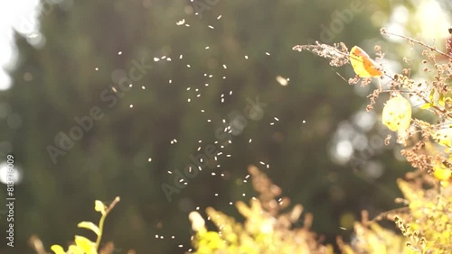 mosquito, insects, mosquitoes, insect, summer, green, heat, nature, green leaves