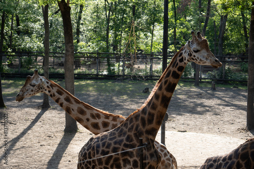 Canvas Print giraffe, neck, mammal, wildlife,