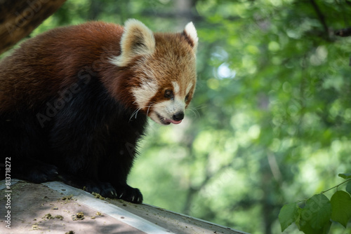 Red panda, Ailurus fulgens, lesser panda in nature, in zoo, photo