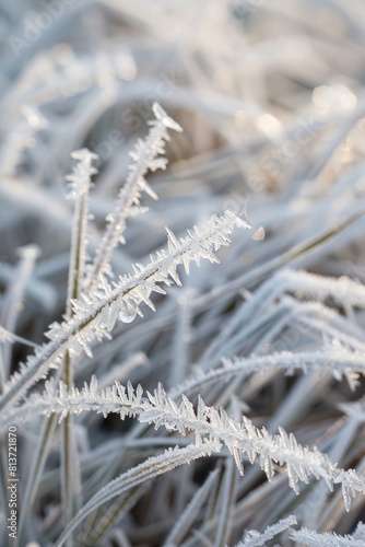 Closeup view of the patterns of frost on blades of grass, with their icy crystals and intricate textures creating a mesmerizing composition © grey