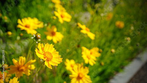 Yellow flowers  Lance-leaved coreopsis  lanceolata or basalis  are blooming on green unfocused background