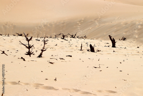 Concept of drought, aridity, water shortage, climate change - Sand dune of Bolonia, Spain