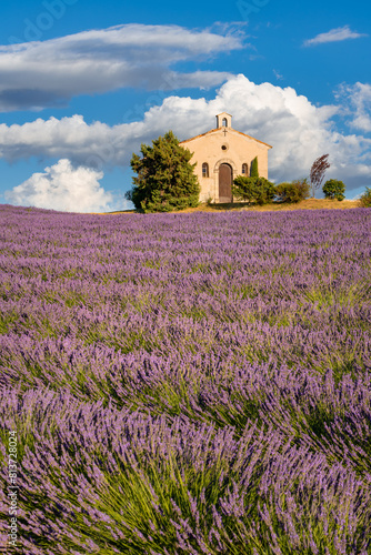 Provence in Summer with lavender field and small chapel. Entrevennes, Alpes-de-Haute-Provence (Alps), France