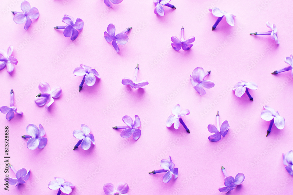 Pink background with lilac flowers. Spring flowers of lilac.