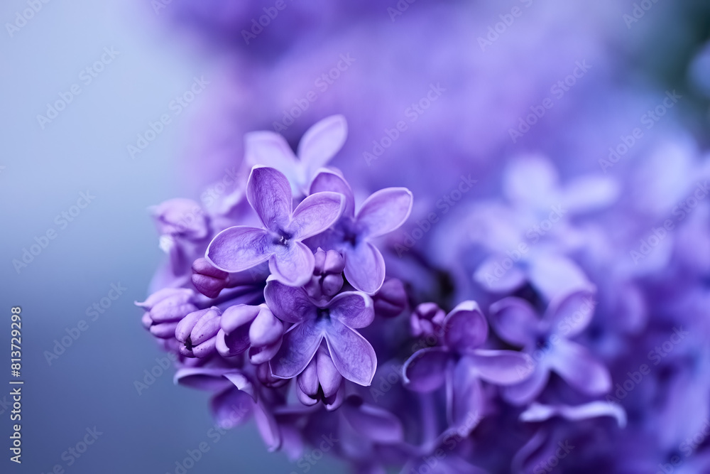 Close-up of Purple Lilac Blossoms Close-up of Purple Lilac Blossoms