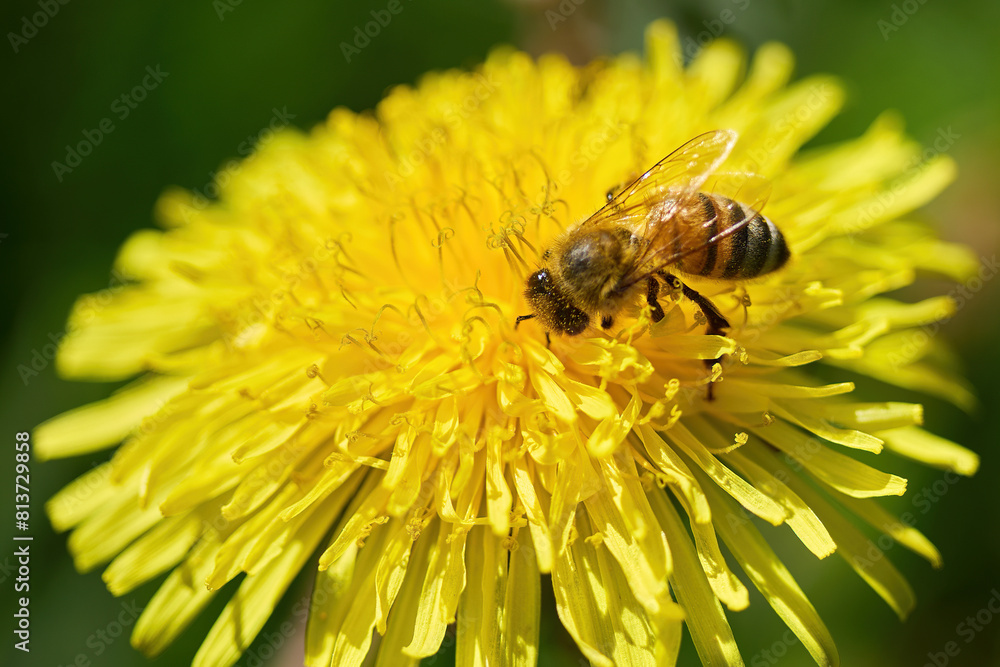 World Bee Day. Bee Pollinating a Yellow Dandelion Flower World Bee Day. Bee Pollinating a Yellow Dandelion Flower