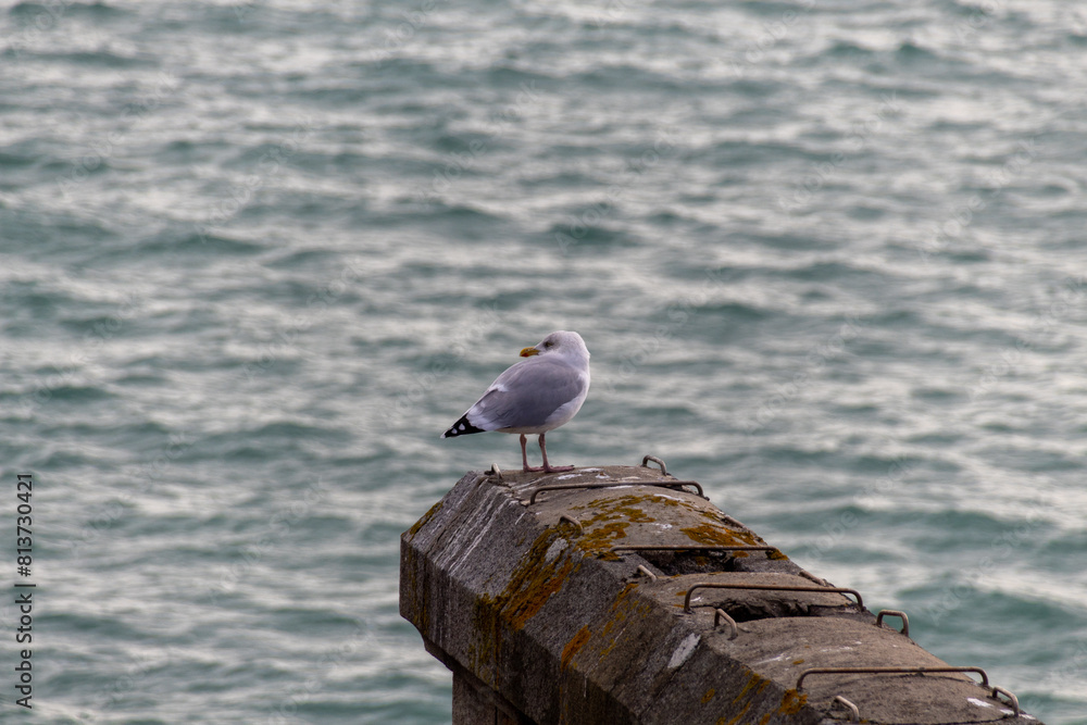 seagull on the pier