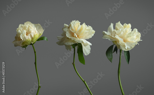 Fototapeta Naklejka Na Ścianę i Meble -  White peonies on a white isolated background