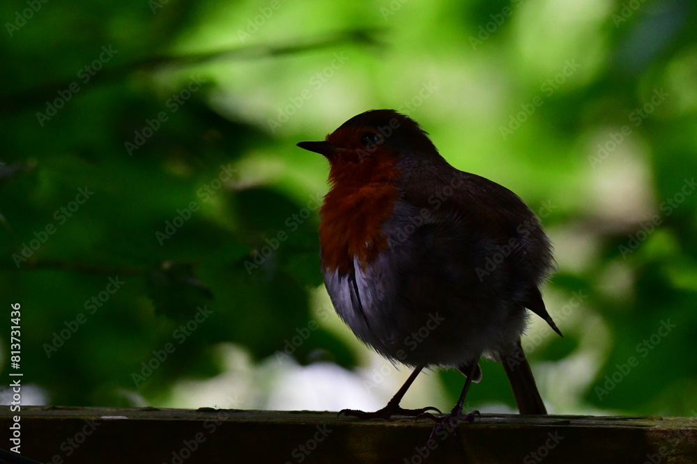 Fototapeta premium Bird Robin on a branch