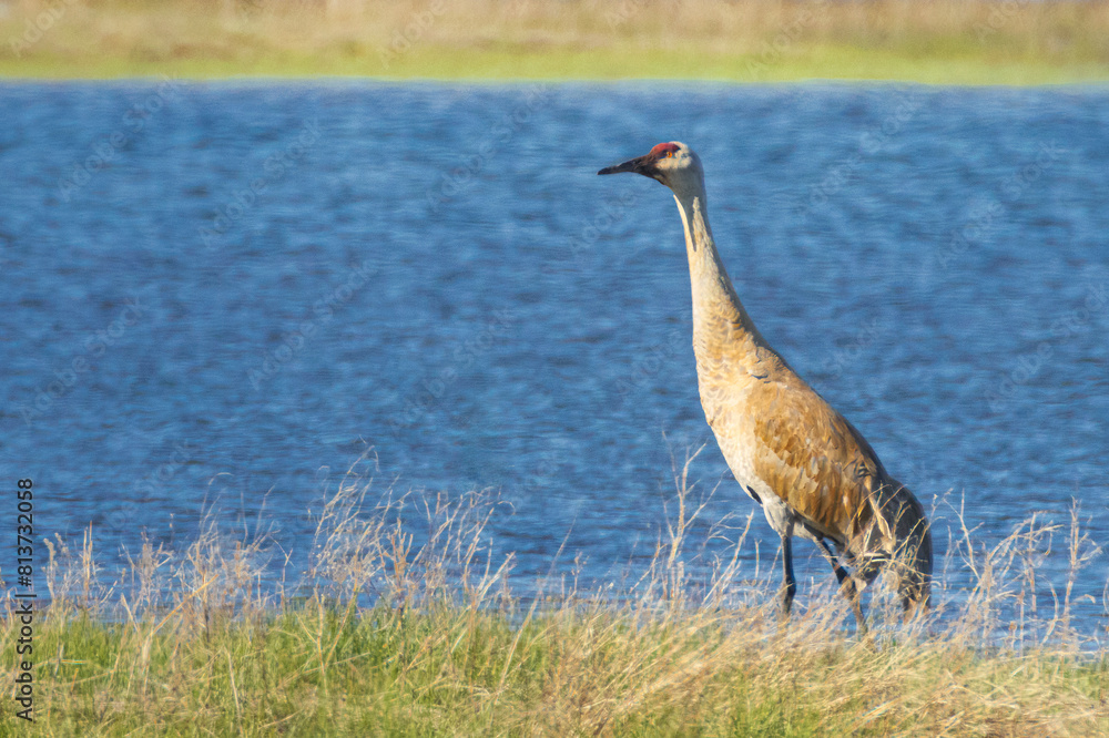 Naklejka premium Sandhill Crane (Antigone canadensis) standing in grass next to Hog Flat Reservoir in Lassen County California, USA on a spring morning.
