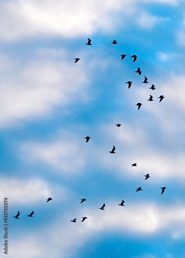 Seagull flock at sky Seagull flock at sky