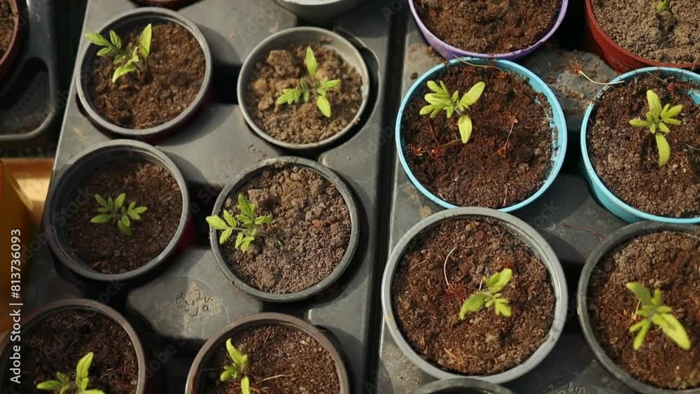 Tomato plants seedlings in black plastic pots in garden outdoors. Planting and gardening at springtime. Organic growing. High quality FullHD footage