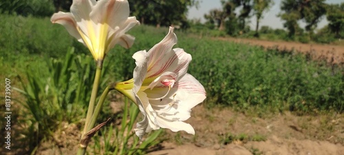  The sky is clear, the grass is green, and these white lilies are standing tall. What a beautiful day to be outside! photo