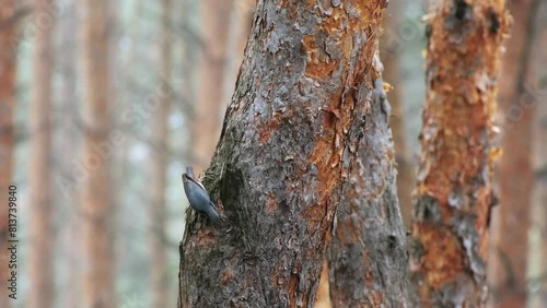 Sitta Europaea Bird Foraging on Pine Tree Bark in Forest. Small Forest Bird Eating Insects in Pine Tree. Passeriformes Bird hunting for Food. Birdwatching. Eurasian nuthatch in natural habitat photo