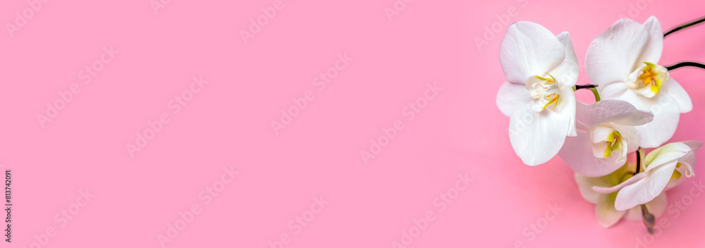 Naklejka premium A branch of white orchids lies on a pink background 