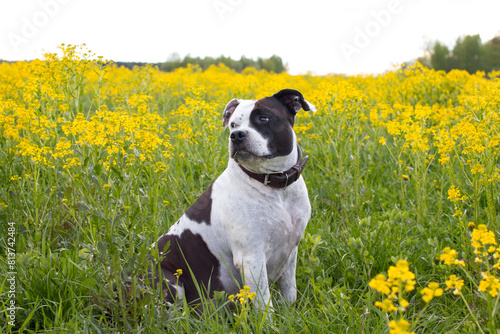 A fashionable black and white dog on a walk in a floral, yellow field. American Staffordshire Terrier on a walk in the garden among flowers