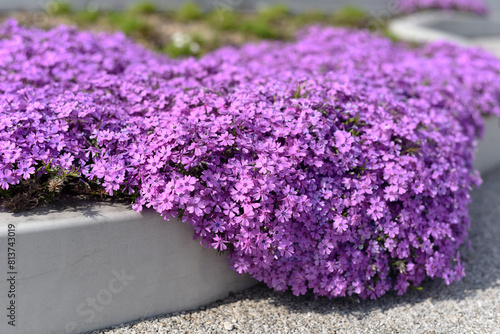 Beautiful purple bloom in the garden