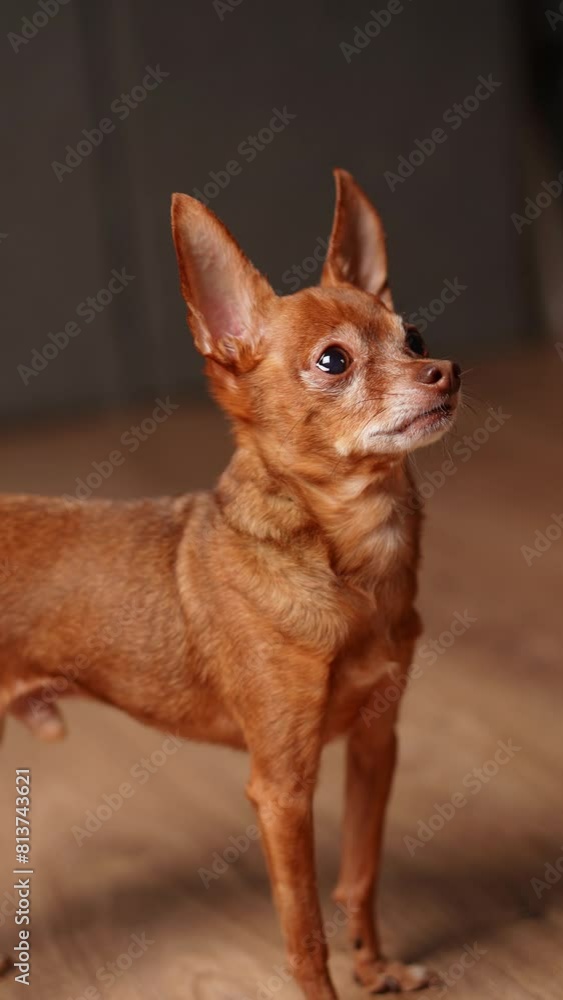 Portrait cute little mini toy terrier dog standing indoors with ears up. Vertical Portrait cute little mini toy terrier dog standing indoors with ears up. Vertical