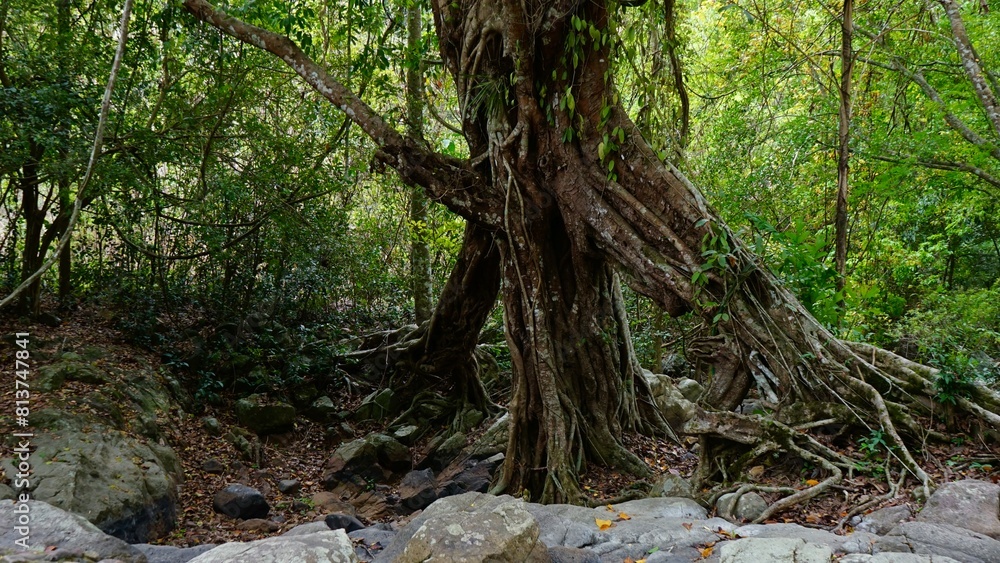 Beautiful green tropical forest with large tree in Jedkod waterfall in Thailand Beautiful green tropical forest with large tree in Jedkod waterfall in Thailand