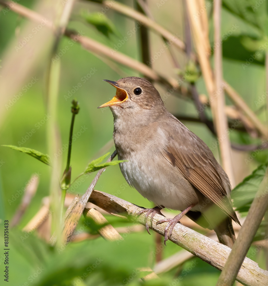 Obraz premium Thrush Nightingale, Luscinia luscinia. A bird sits in the reeds on the riverbank and sings