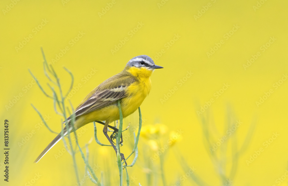 Obraz premium Western Yellow Wagtail, Motacilla flava. A bird sits on a yellow field of flowering rapeseed