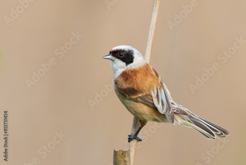 Eurasian penduline tit, remiz pendulinus. The male sits on a reed stalk on a beautiful background