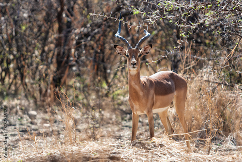 impala antelope in the bush hiding in plain sight on the savannah dry grass