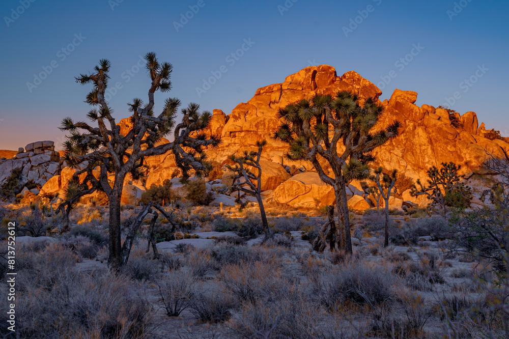 Obraz premium Morming in Joshua