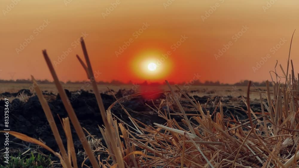 Sunset on a wheat field in Uzbekistan. Wheat fields illuminated by the soft light of the departing summer sun. A rural area with a vast golden field of mown wheat. Harvesting wheat. 4К Sunset on a wheat field in Uzbekistan. Wheat fields illuminated by the soft light of the departing summer sun. A rural area with a vast golden field of mown wheat. Harvesting wheat. 4К