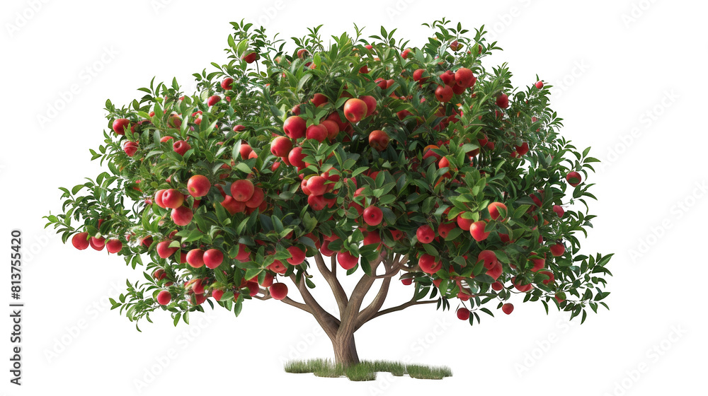 apple tree with red fruit on the branches, white background, cutout photo of a green apple orchard tree isolated on a transparent or blank background for design and decoration. png. apple tree with red fruit on the branches, white background, cutout photo of a green apple orchard tree isolated on a transparent or blank background for design and decoration. png.