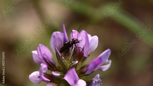 fondo escritorio, insecto en una flor, polinizando