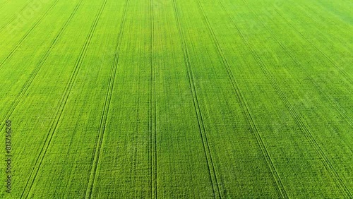 Wide Aerial View of Young Green Wheat Field