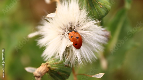fondo escritorio, insecto en una flor, polinizando, mariquita