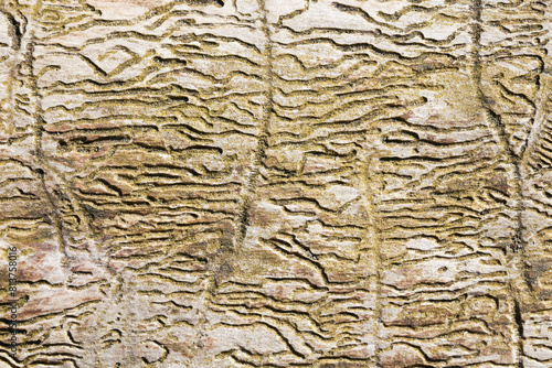 Fotografie Woodworm tunnels pattern