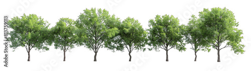 4 different realistic green trees on a white background  png.