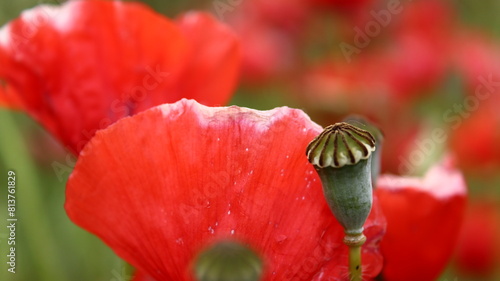amapola fraile, cabeza de fraile, fondo de escritorio, fondo de pantalla
